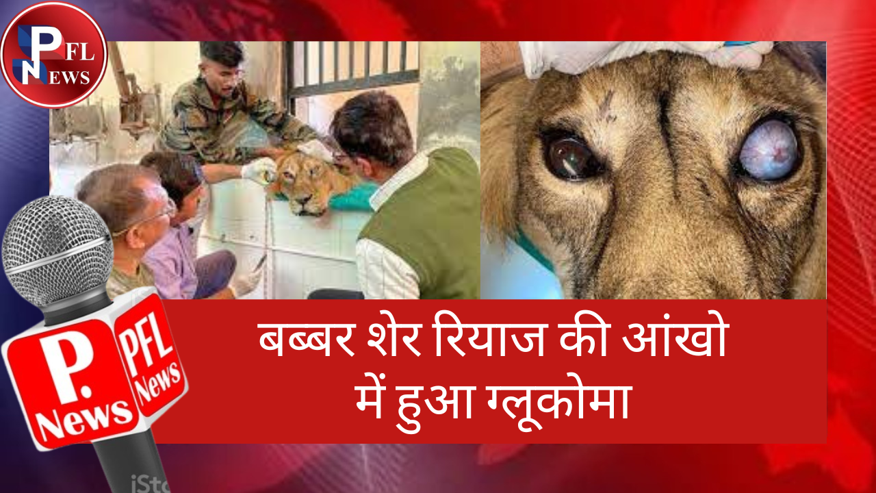 PFL News - बब्बर शेर रियाज की आंखो में हुआ ग्लूकोमा PFL News - बब्बर शेर रियाज की आंखो में हुआ ग्लूकोमा